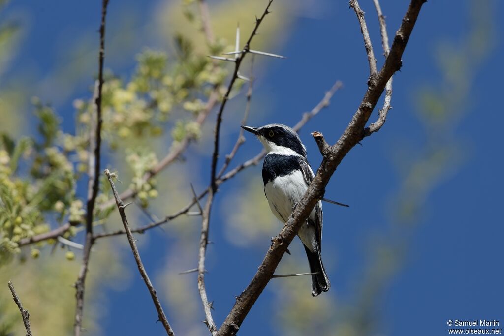 Pririt Batis male adult