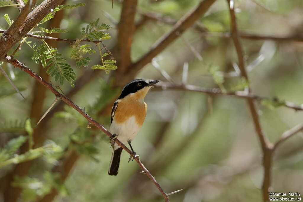 Pririt Batis female adult