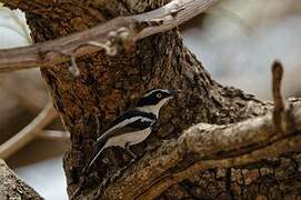 Senegal Batis