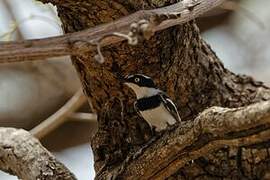 Senegal Batis