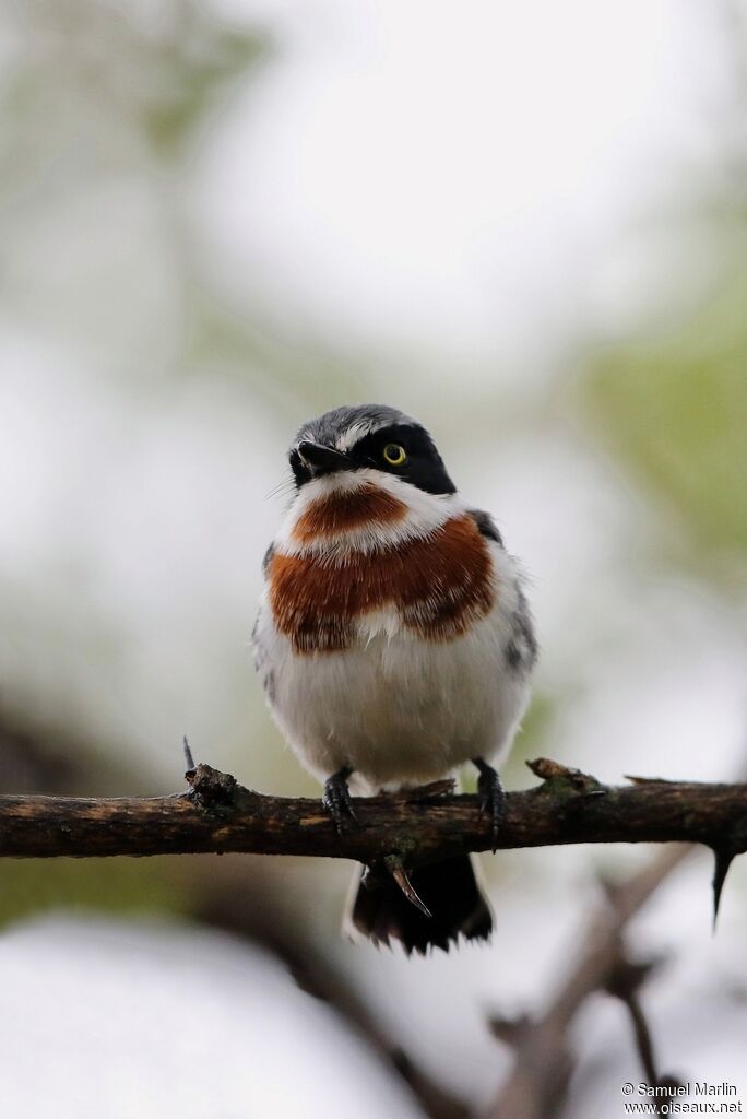 Chinspot Batis female adult