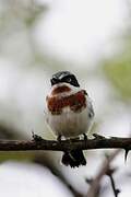 Chinspot Batis