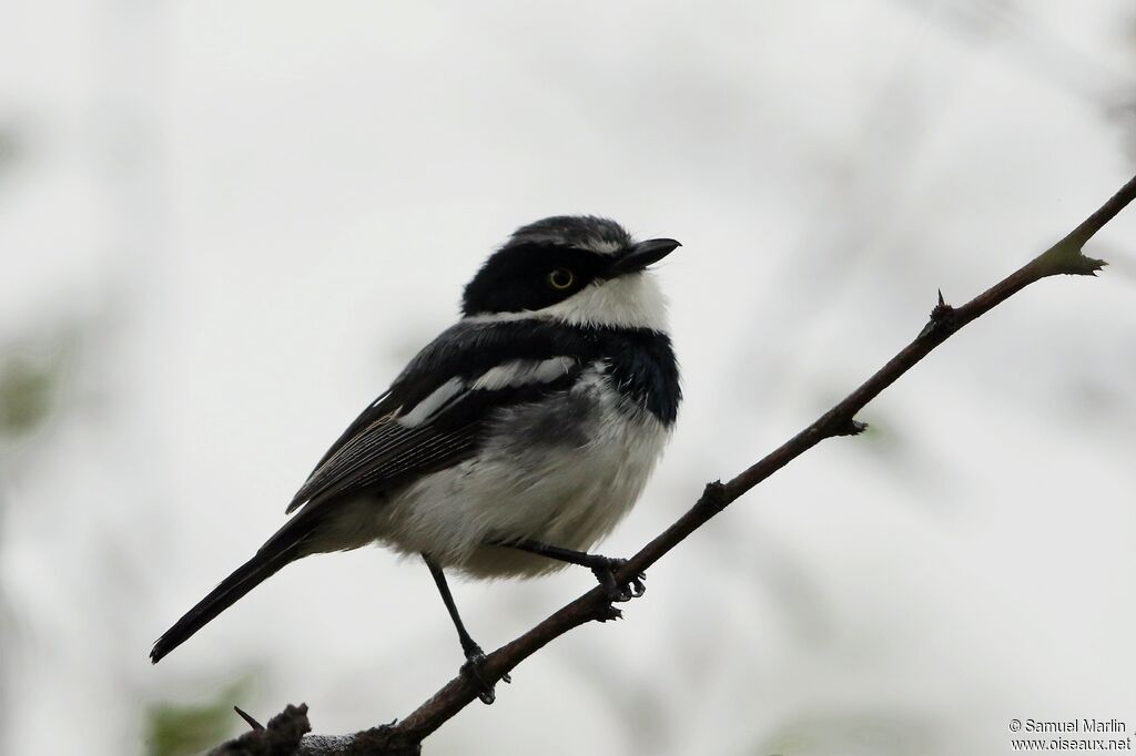 Chinspot Batis