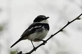 Chinspot Batis