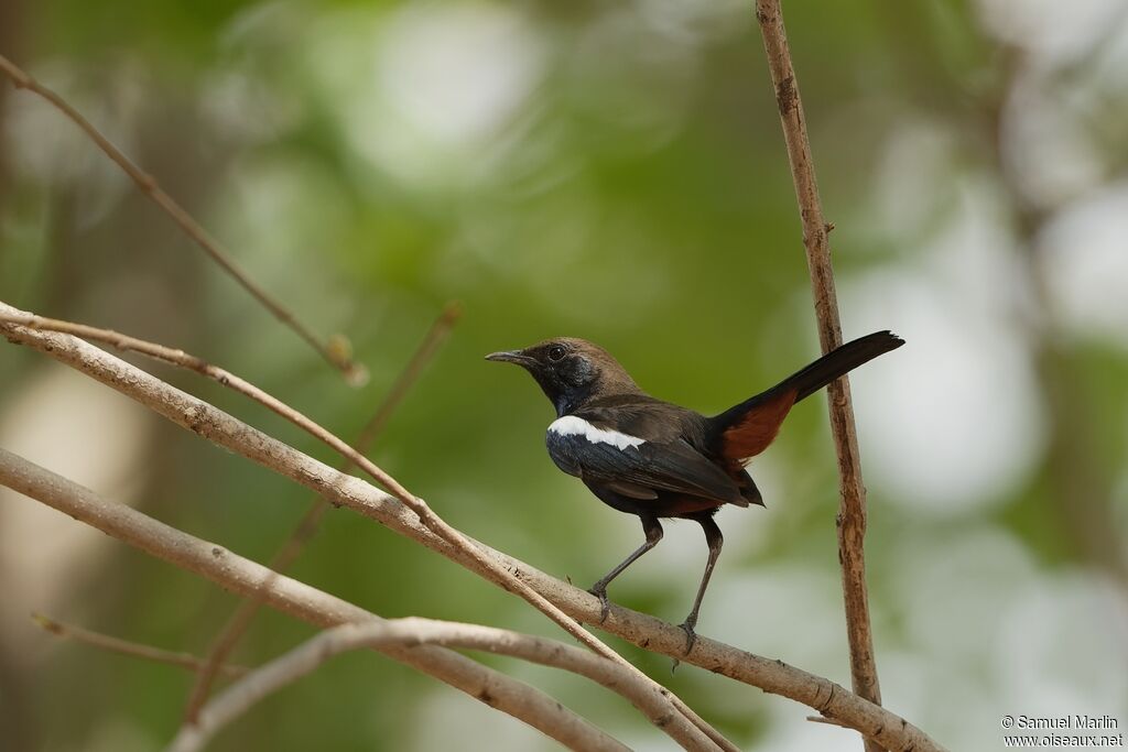 Indian Robin male adult