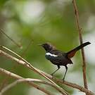 Pseudotraquet indien