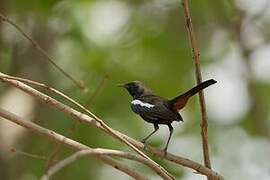 Indian Robin