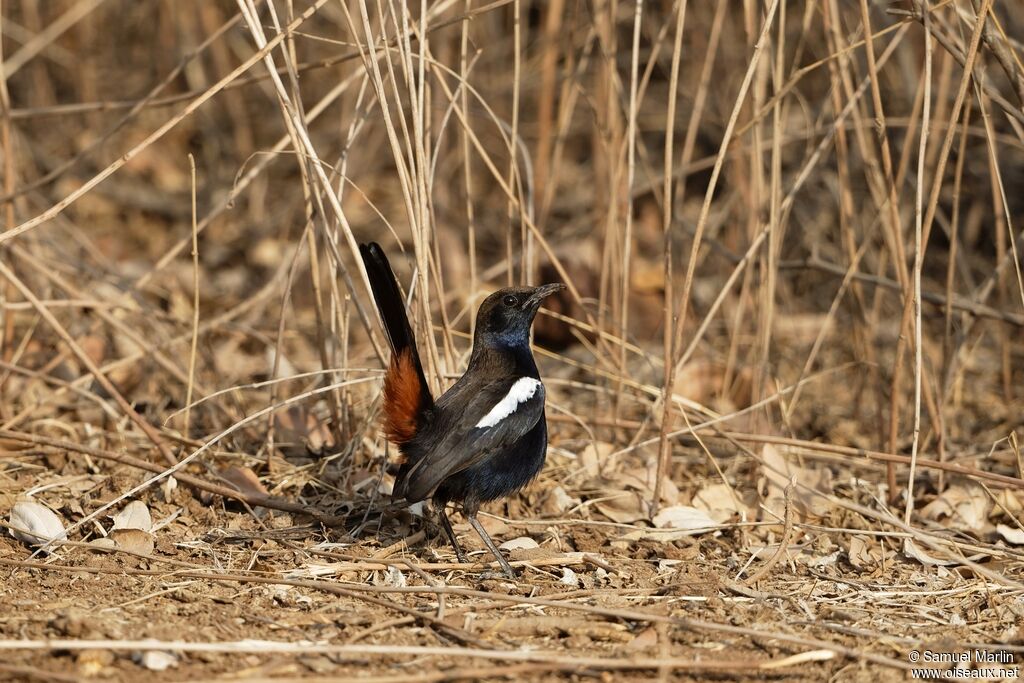 Indian Robinadult