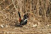 Pseudotraquet indien