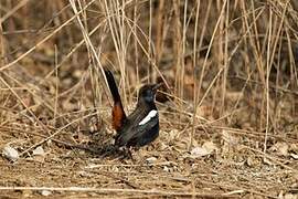 Indian Robin