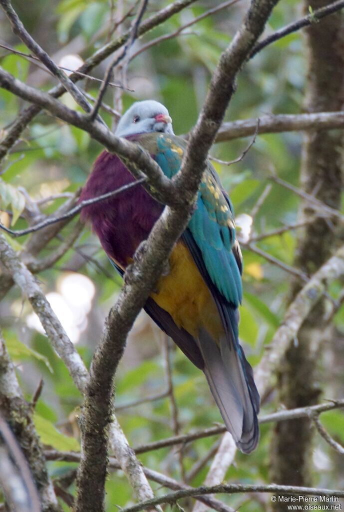 Wompoo Fruit Dove male adult