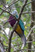 Wompoo Fruit Dove