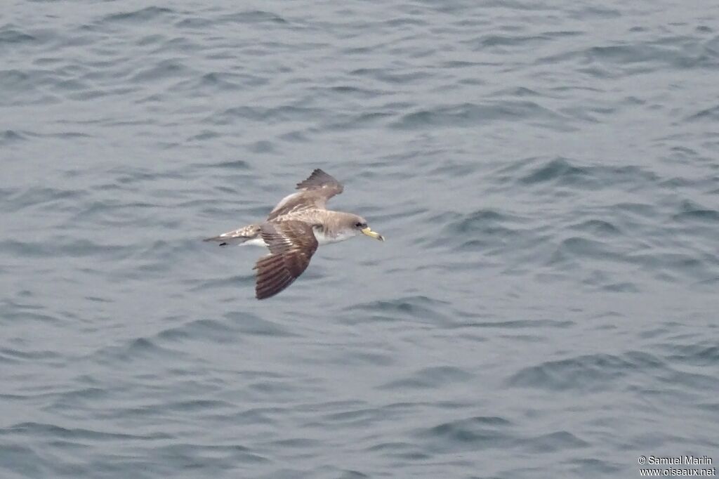 Cory's Shearwateradult