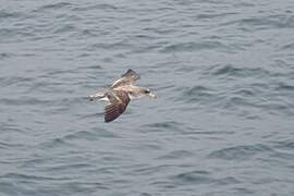 Cory's Shearwater