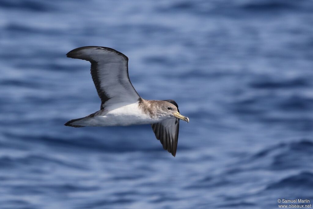 Puffin de Scopoliadulte