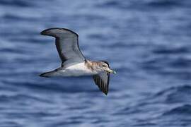 Scopoli's Shearwater