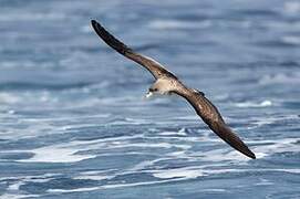 Scopoli's Shearwater