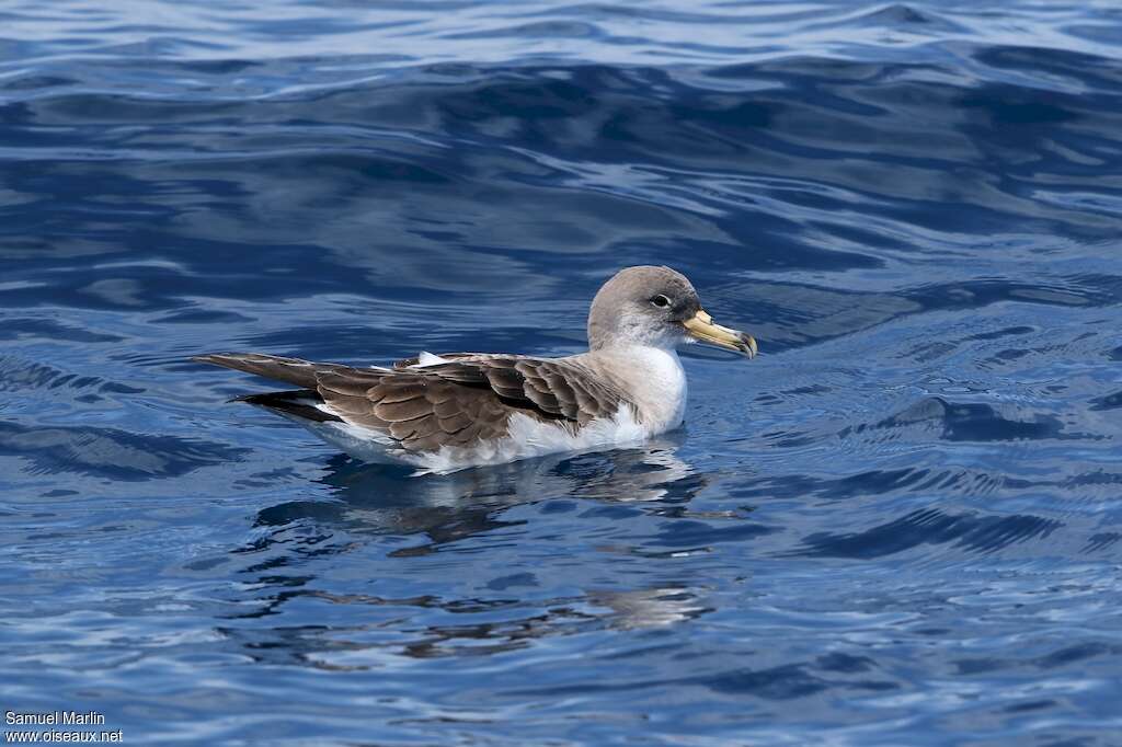 Puffin de Scopoliadulte, nage