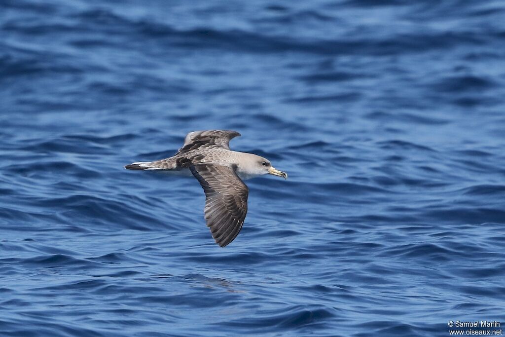 Scopoli's Shearwateradult, Flight