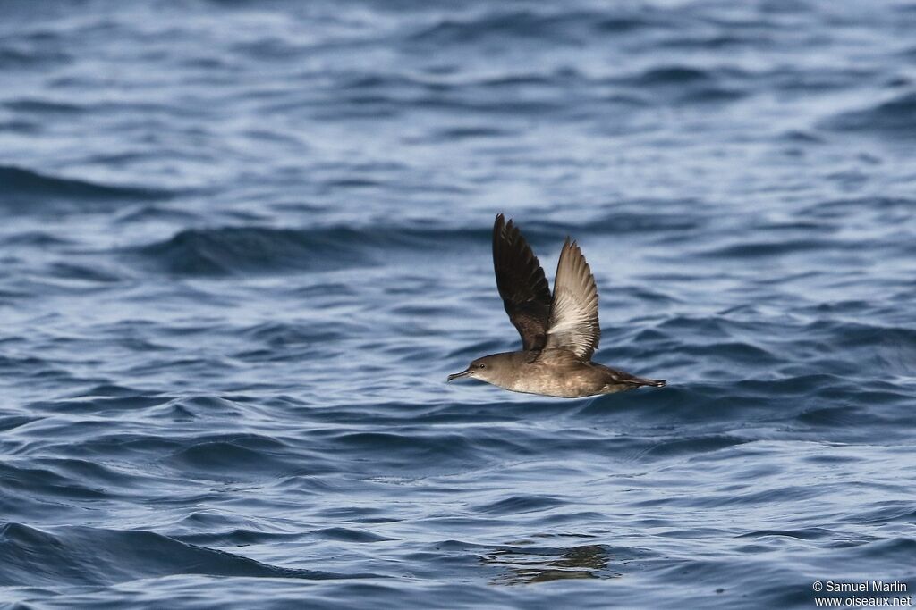 Puffin des Baléaresadulte