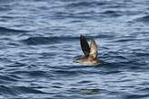 Puffin des Baléares