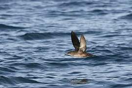 Balearic Shearwater