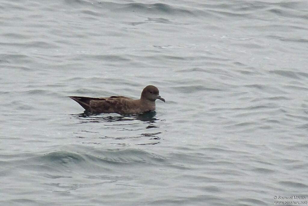 Sooty Shearwateradult