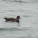 Puffin fuligineux