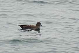 Sooty Shearwater