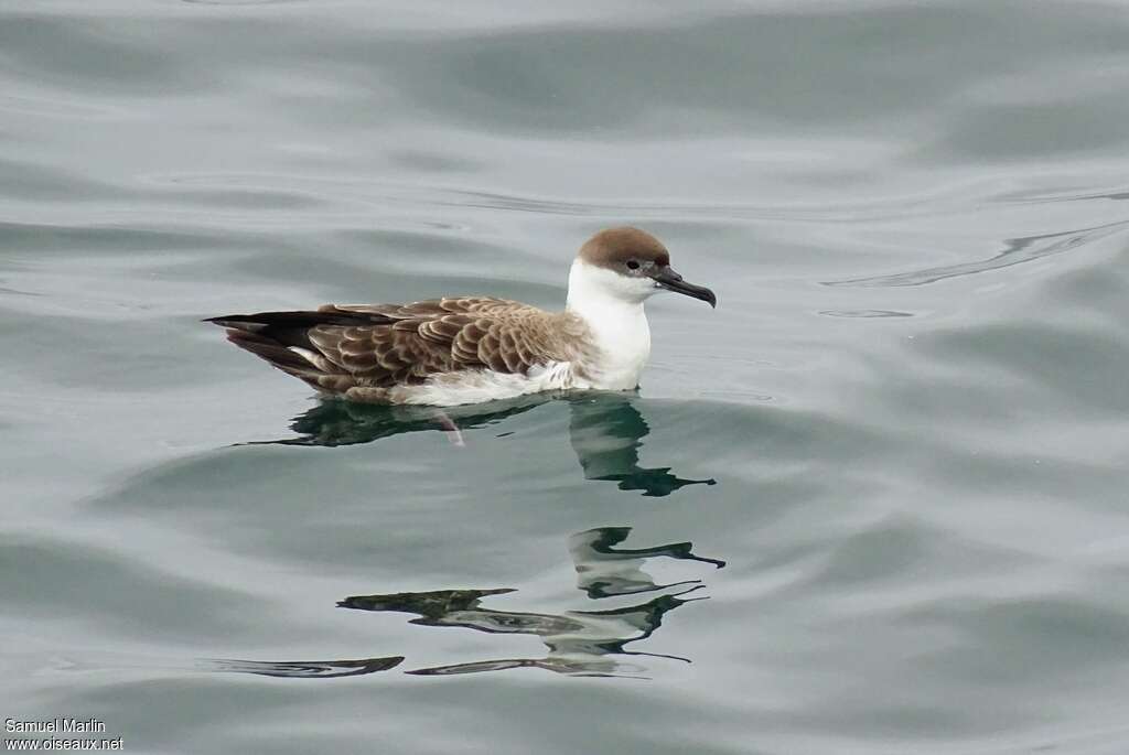 Puffin majeuradulte, identification