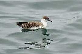 Great Shearwater