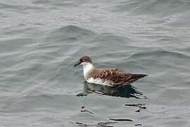 Great Shearwater