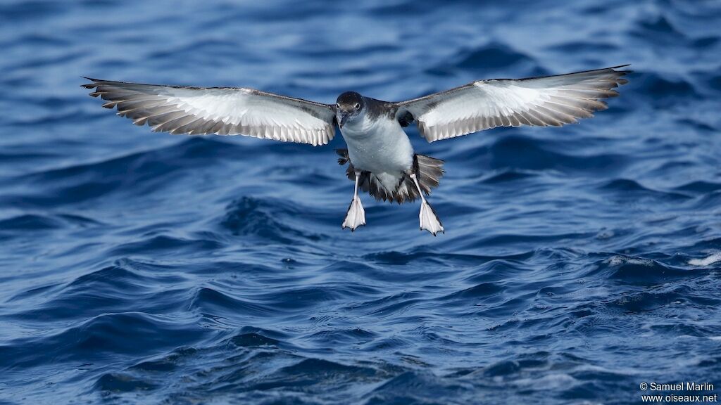 Yelkouan Shearwateradult, Flight