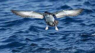 Yelkouan Shearwater