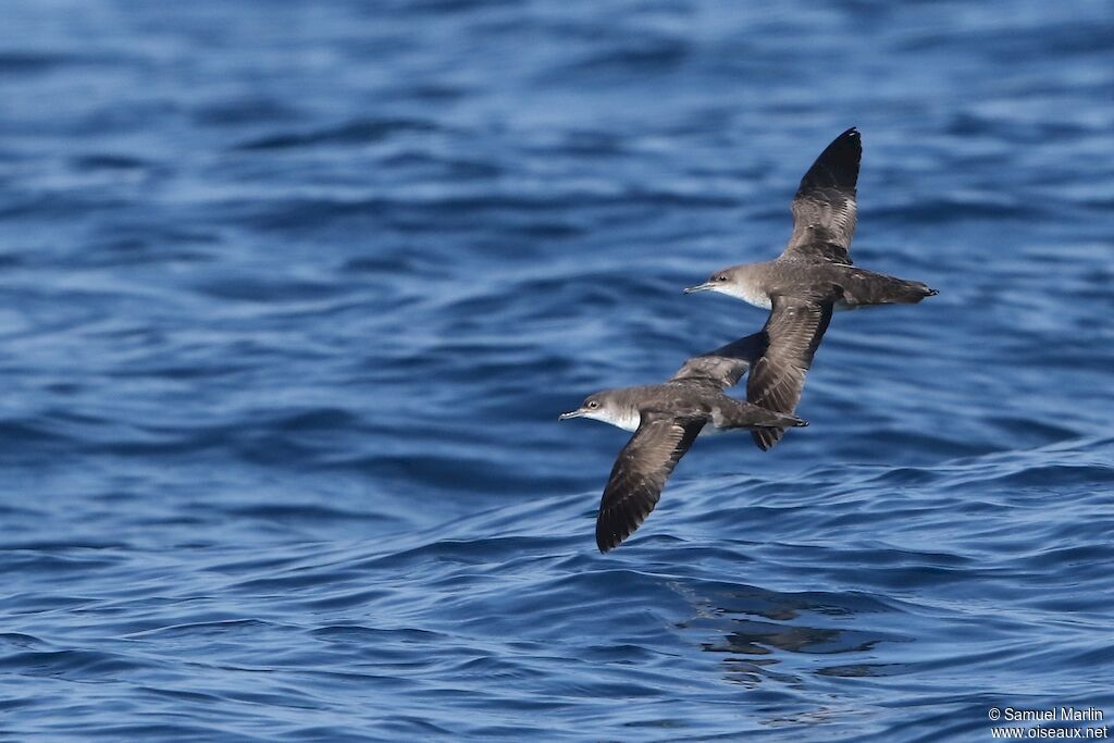 Yelkouan Shearwateradult