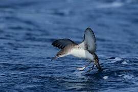 Yelkouan Shearwater