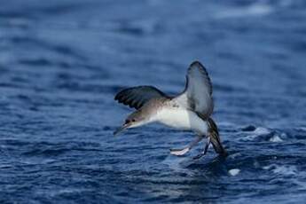 Puffin yelkouan