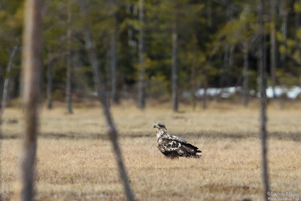 White-tailed Eaglesubadult