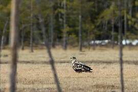 White-tailed Eagle