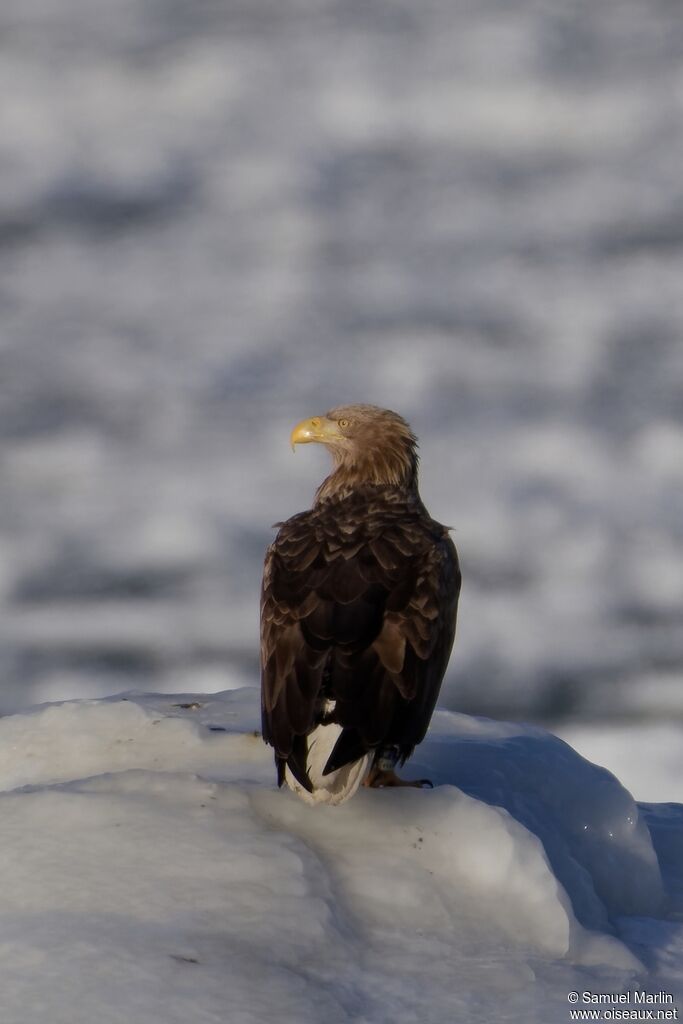Pygargue à queue blanche