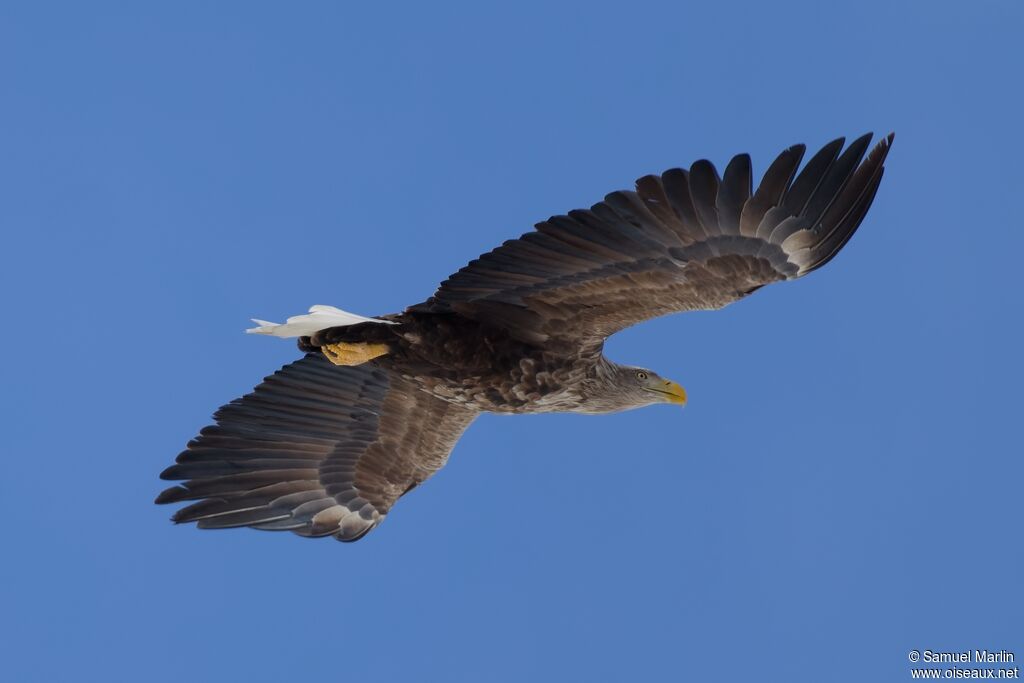 Pygargue à queue blanche