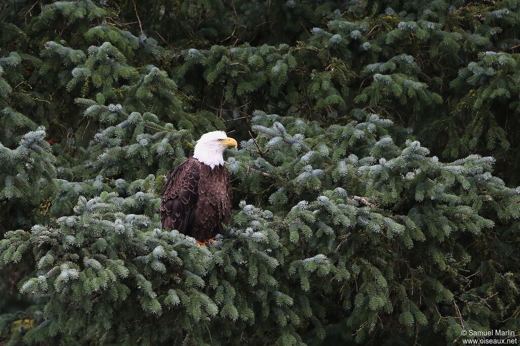 Bald Eagle