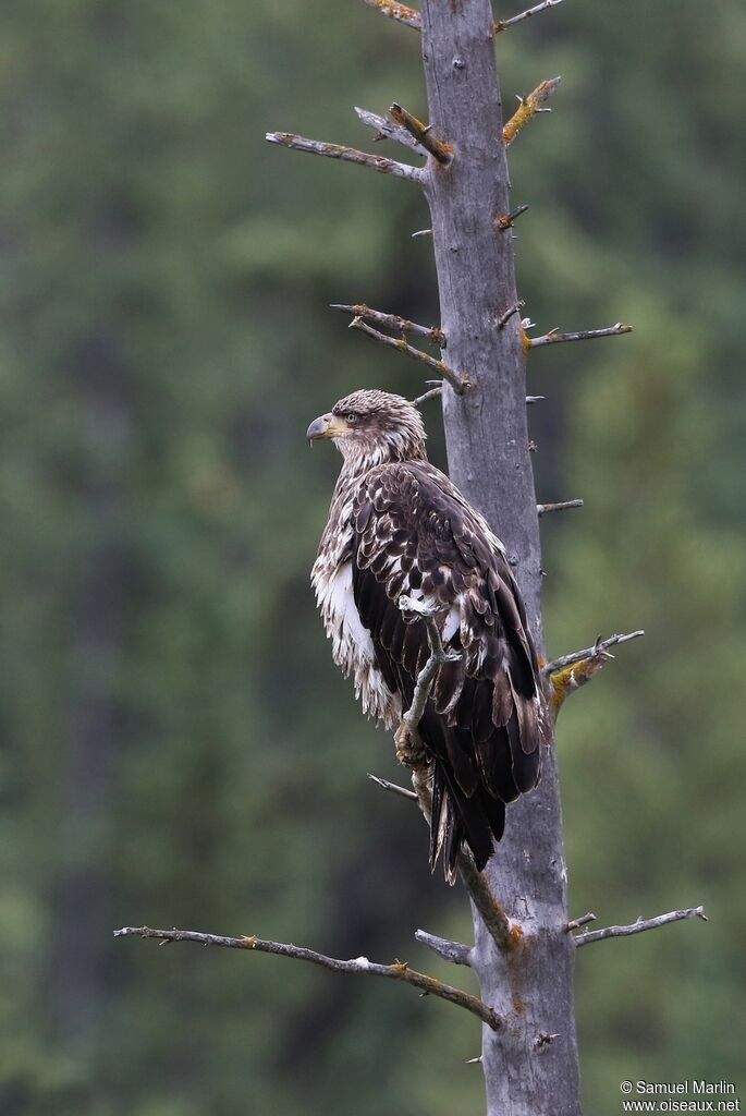 Bald Eaglejuvenile