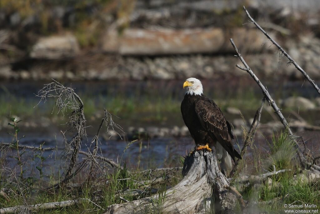 Bald Eagle male adult