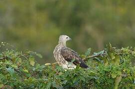 Grey-headed Fish Eagle