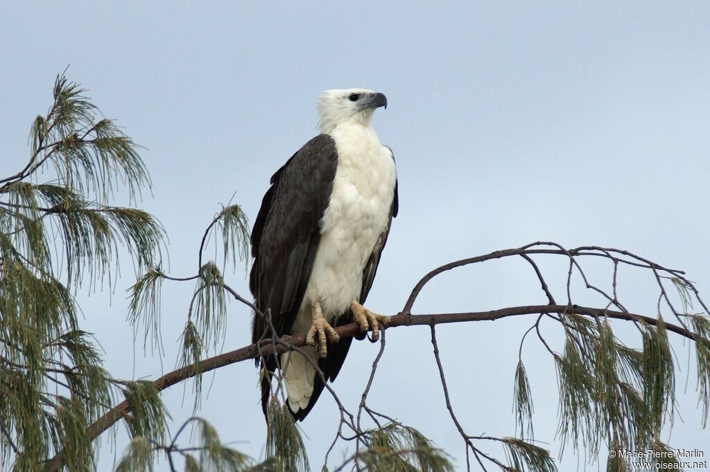 White-bellied Sea Eagle male adult