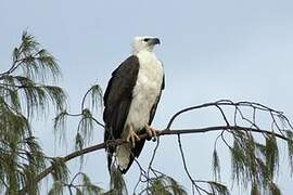 White-bellied Sea Eagle