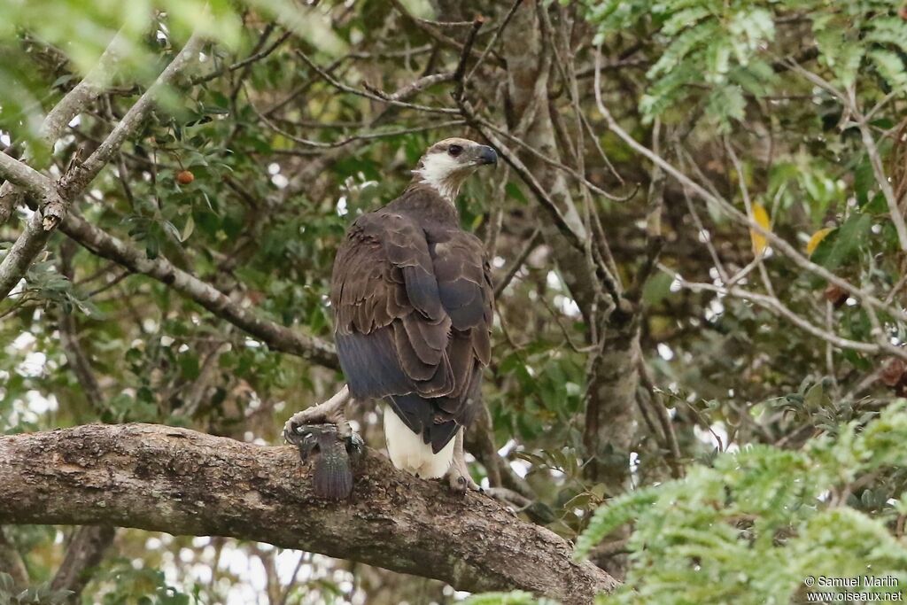 Pygargue de Madagascaradulte, mange