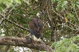 Madagascar Fish Eagle