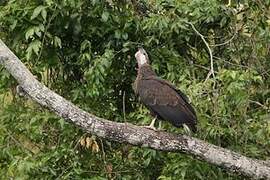 Pygargue de Madagascar